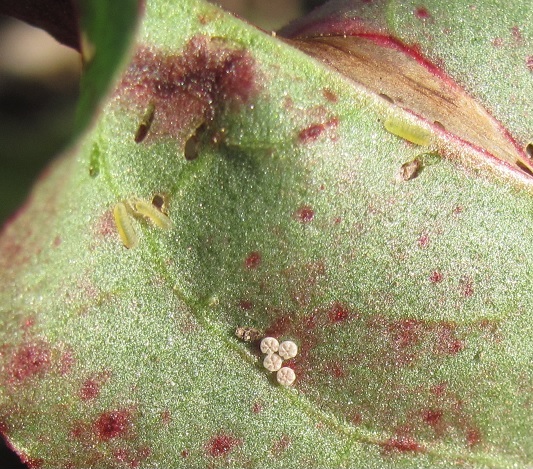 Larve su Rumex da ID